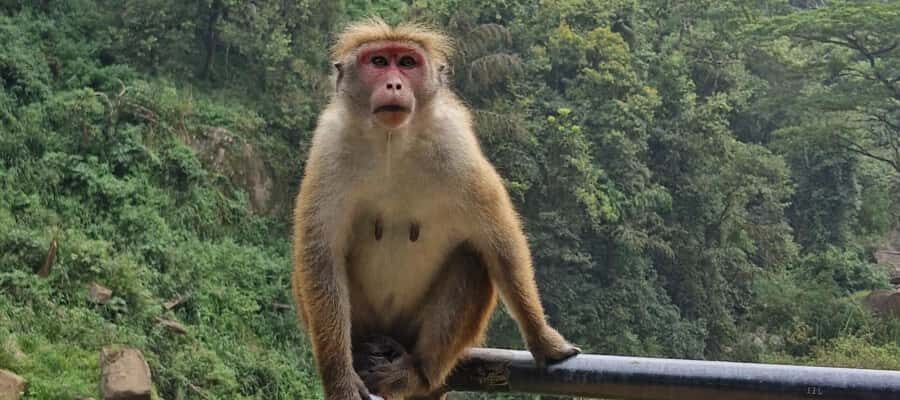 Kandy: Scenic Bus Journey - Waterfall Discovery - Who Is This Tour Best For?