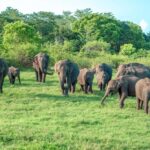 Kandy: Sigiriya Dambulla and Wildlife Watching Guided Tour - Deep Dive: What You Need to Know