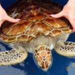 Kandy to Galle: Madu Ganga & Turtle Hatchery Tour - Exploring Cinnamon Island