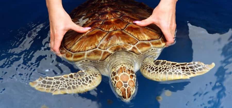 Kandy to Galle: Madu Ganga & Turtle Hatchery Tour - The Real Experience: What You Can Expect  