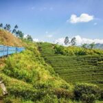 Kandy to Nuwara Eliya Day Tour - Who Should Consider This Tour?