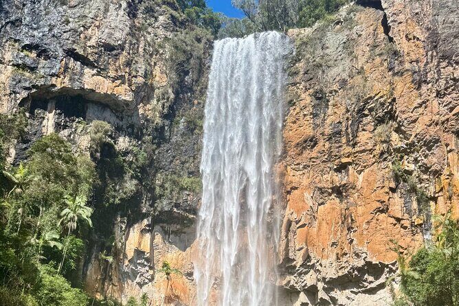 Kangaroos, 6 Springbrook Waterfalls and Natural Bridge Day Tour - The Iconic Natural Bridge and Canyon Lookout