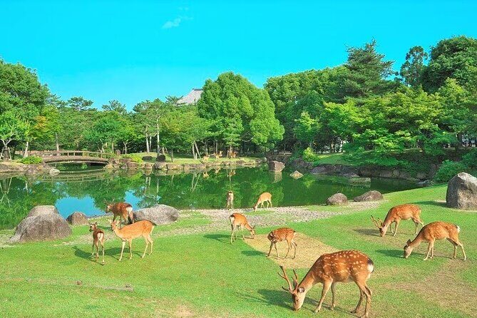 Kansai Shared Day Tour in Fushimi Inari Shrine and Kiyomizudera - Transportation and Group Dynamics
