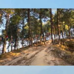 Kathmandu: 3-4 Hrs Hiking at Shivapuri National Park - Exploring the Forest: Natural Walks and Birdwatching