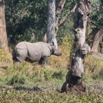 Kathmandu: 3-Day Chitwan Safari Tour with Hotel Transfers - Why This Tour Offers Great Value