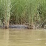 Kathmandu: Chitwan National Park & Lumbini 4-Day Tour - Transportation and Group Dynamics