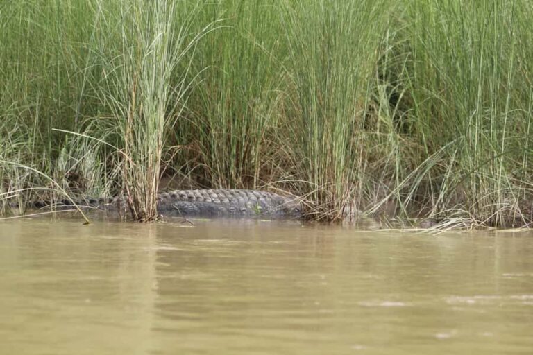 Kathmandu: Chitwan National Park & Lumbini 4-Day Tour - Transportation and Group Dynamics