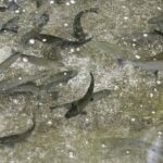 Kathmandu: Himalayan Viewpoint & Trout Fishing Tour - Visiting the Thai Memorial Park