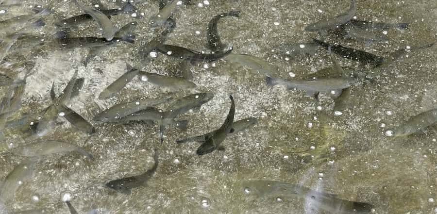 Kathmandu: Himalayan Viewpoint & Trout Fishing Tour - Visiting the Thai Memorial Park