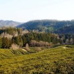 Kathmandu: Ilam Tea Garden & Sunrise 3-Day Tour - Day 1: From Kathmandu to Kanyam Tea Garden