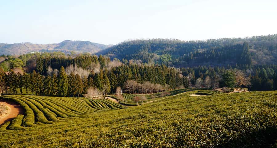 Kathmandu: Ilam Tea Garden & Sunrise 3-Day Tour - Day 1: From Kathmandu to Kanyam Tea Garden