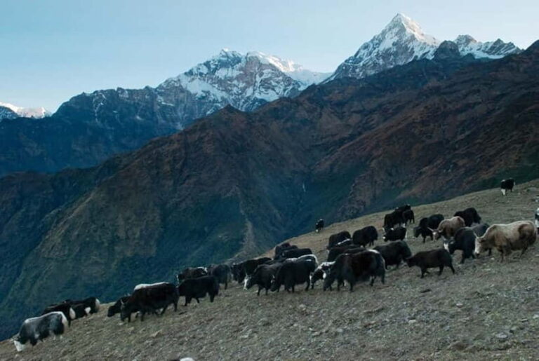 Kathmandu: Khopra Ridge Trek with Panoramic Views - What to Expect from the Khopra Ridge Trek