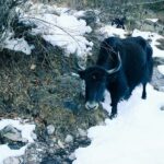 Kathmandu: Langtang Valley 7-Day Trek with Private Transfers - Why This Trek Offers Real Value