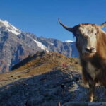 Kathmandu: Mardi Himal Trek with Vibrant Views - Detailed Review of the Mardi Himal Trek Experience