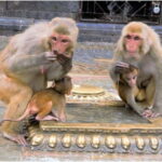 Kathmandu: Monkey Temple Guided Monkey Watching Tour - What Is the Monkey Temple Guided Tour All About?