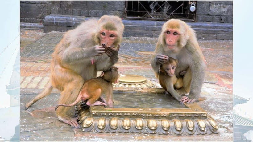 Kathmandu: Monkey Temple Guided Monkey Watching Tour - What Is the Monkey Temple Guided Tour All About?