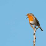 Kathmandu: Phulchowki Birdwatching Tour with Expert Guide - Detailed Breakdown of the Itinerary