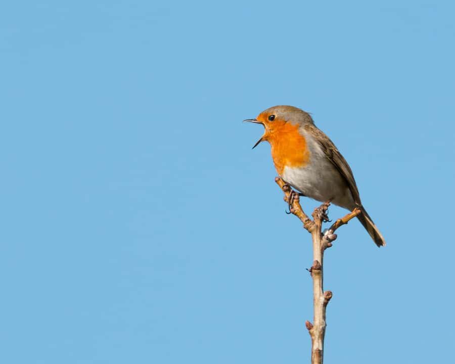 Kathmandu: Phulchowki Birdwatching Tour with Expert Guide - Detailed Breakdown of the Itinerary