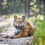 Kathmandu: Rara Lake, Jumla & Bardia 7-Day Overland Tour - Practical Details and Tips