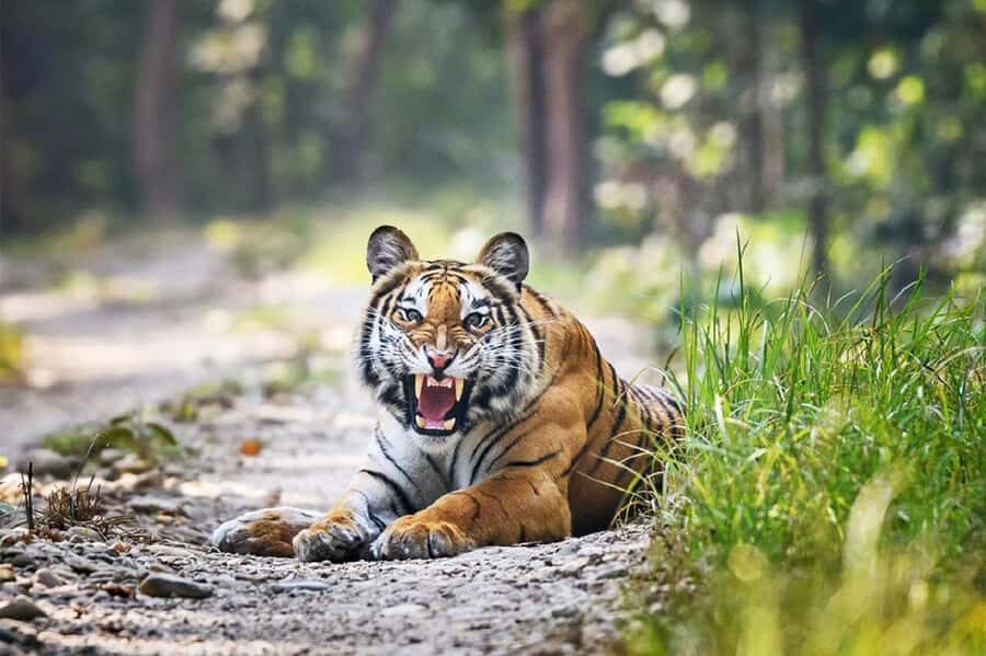 Kathmandu: Rara Lake, Jumla & Bardia 7-Day Overland Tour - Practical Details and Tips