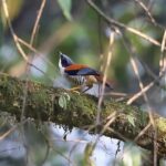Kathmandu Valley: Bird Watching Tour with Guide - Detailed Breakdown of the Itinerary