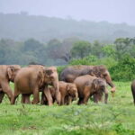 Kaudulla National Park Jeep Safari - The Itinerary Breakdown