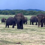 Kaudulla National Park: Private Safari - Exploring Kaudulla National Park: What to Expect