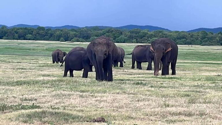 Kaudulla National Park: Private Safari - Exploring Kaudulla National Park: What to Expect