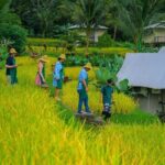 Kaura: Cooking Class & Choose Optional Tour with Private Transfer - What About the Optional Activities?