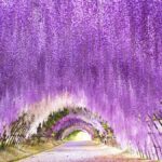 Kawachi Wisteria Garden, Kokura Castle & Outlets Day Tour - Exploring the Kawachi Wisteria Garden