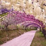 Kawachi Wisteria Garden, Kokura Castle & Outlets Day Tour - Exploring Kawachi Wisteria Garden