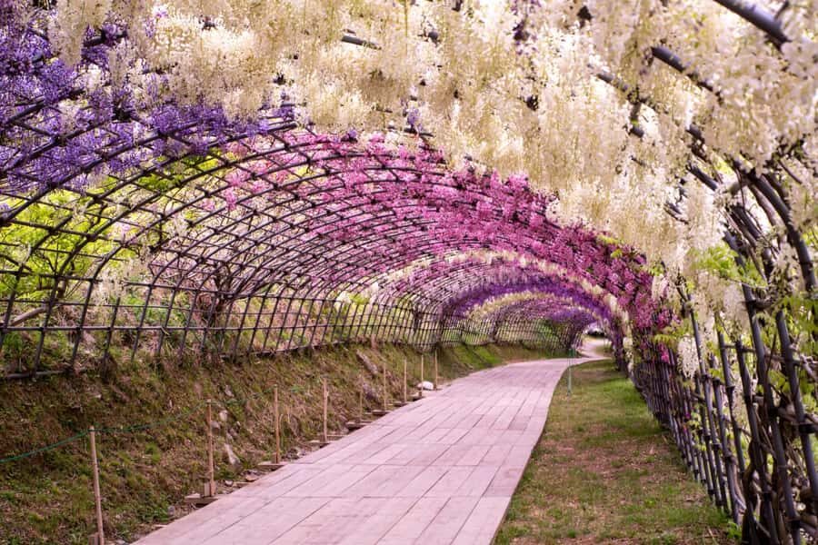 Kawachi Wisteria Garden, Kokura Castle & Outlets Day Tour - Exploring Kawachi Wisteria Garden