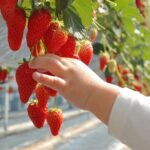 Kawagoe Strawberry Picking and Sweets Walking Tour from Tokyo - Analyzing the Value