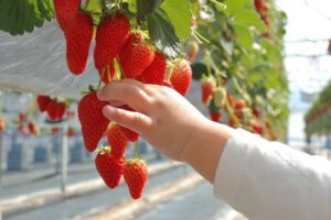 Kawagoe Strawberry Picking and Sweets Walking Tour from Tokyo - Analyzing the Value