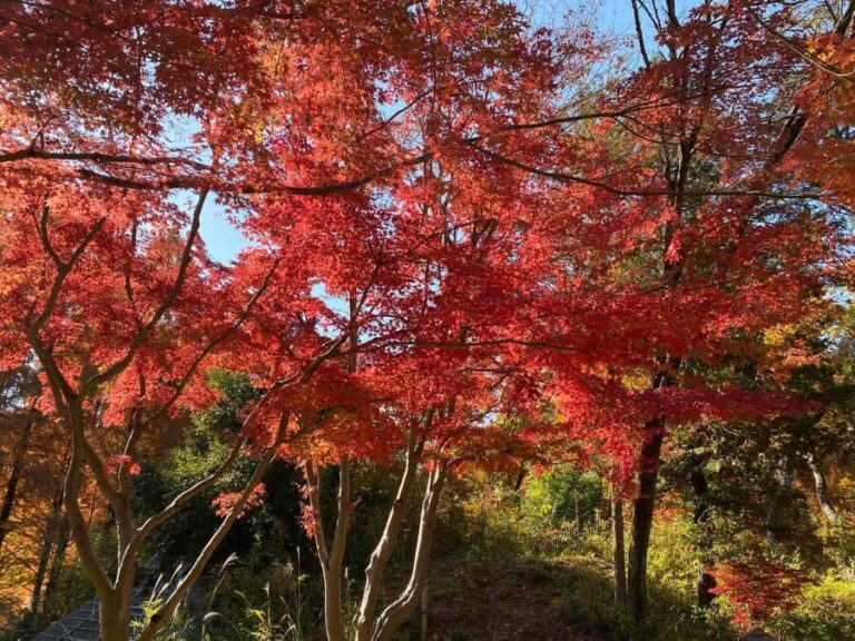 Kawasaki: Tama River Cycling & Japanese Folk House Tour - Practical Details: What to Expect