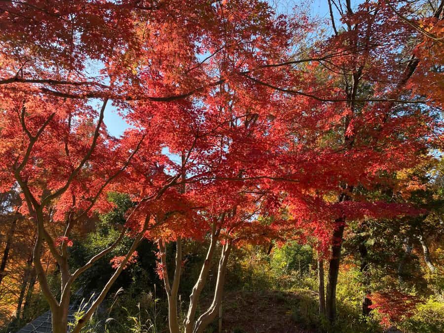 Kawasaki: Tama River Cycling & Japanese Folk House Tour - Practical Details: What to Expect