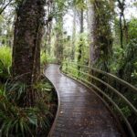 Kawiti Glow Worm Cave Tour & Opua Forest Walk - Why Reviewers and Travelers Love It