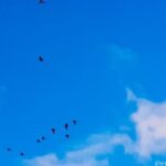 Kayak Adventure in the Second Largest Swamp of Trinidad and Tobago - Authentic Experiences and Highlights