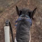 Kazakh Horseback Hunting and Yurt Dinner - Post-Ride Horse Care and Cultural Interaction