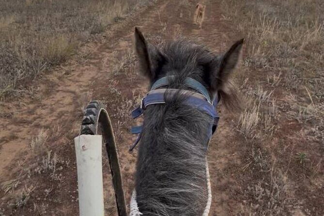 Kazakh Horseback Hunting and Yurt Dinner - Post-Ride Horse Care and Cultural Interaction
