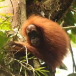 Ketambe Sumatra Jungle Trekking and Rafting - What to Expect on Your 5-Day Adventure