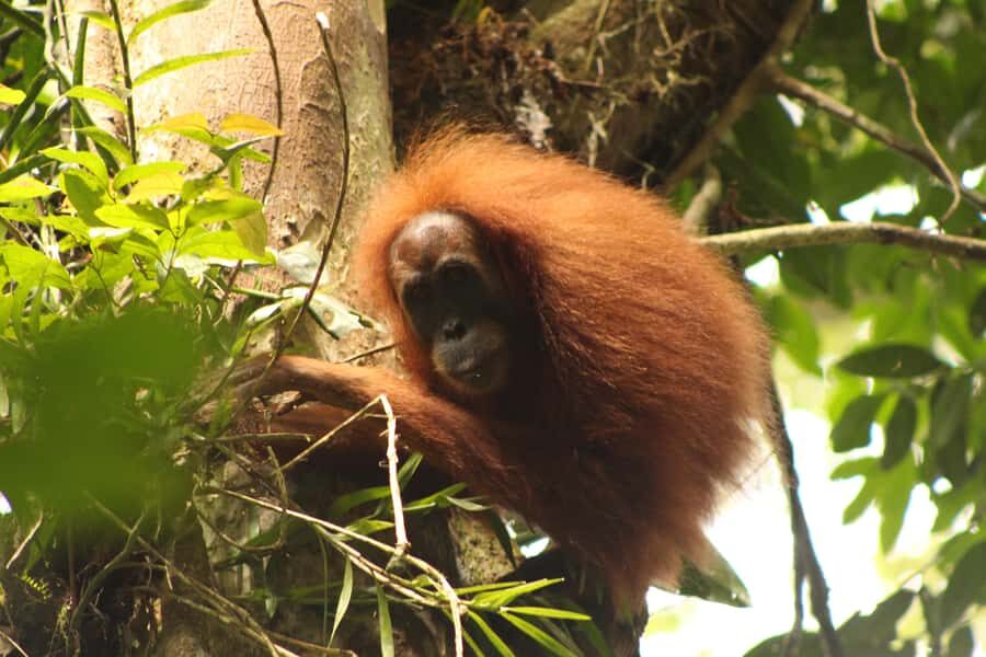 Ketambe Sumatra Jungle Trekking and Rafting - What to Expect on Your 5-Day Adventure