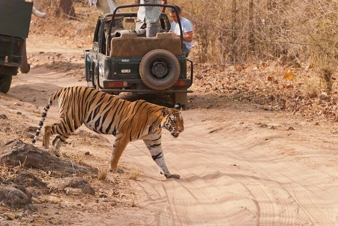 Khajuraho Day Tour: Jungle Safari at Panna National Park and Western and Eastern Temple - Who Will Love This Tour?