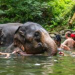 Khao Lak: Elephant Camp, Bamboo Rafting, and Waterfall Tour - A Detailed Look at the Tour Experience