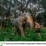 Khao Lak: Ethical Elephants & Zipline Combo Tour - An Honest Breakdown of the Tour Experience