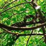 Khao Lak: Full-Day Khao Sok Jungle Walk and Canoeing Tour - What sets this tour apart?