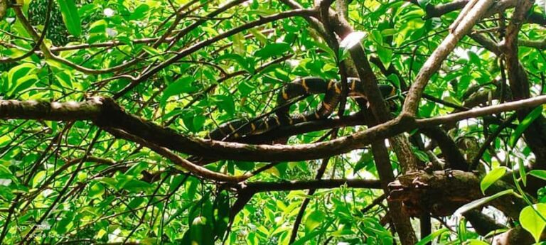 Khao Lak: Full-Day Khao Sok Jungle Walk and Canoeing Tour - What sets this tour apart?