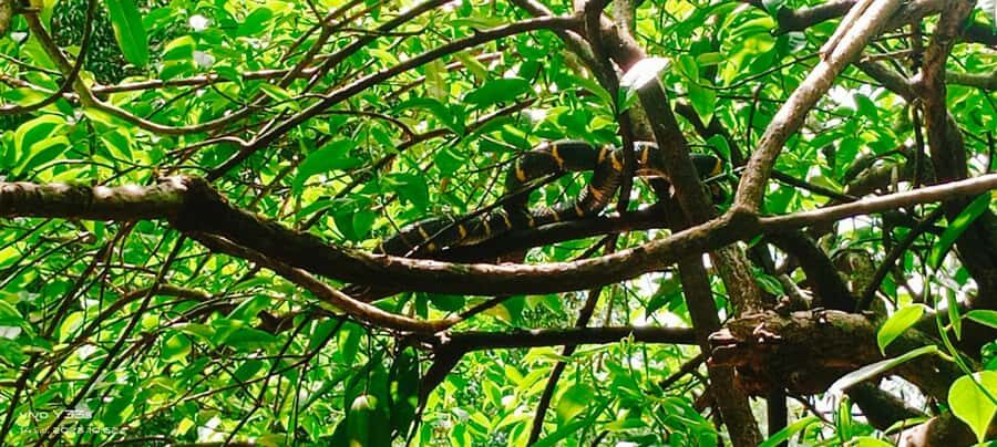 Khao Lak: Full-Day Khao Sok Jungle Walk and Canoeing Tour - What sets this tour apart?