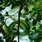 Khao lak: Little Amazon Canoe Trip to See Wildlife - Discovering the "Little Amazon" in Khao Lak