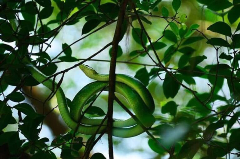 Khao lak: Little Amazon Canoe Trip to See Wildlife - Discovering the "Little Amazon" in Khao Lak